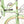 Load image into Gallery viewer, Reiðhjól - Hjól - Klassísk - Vintage - Babette - Achielle